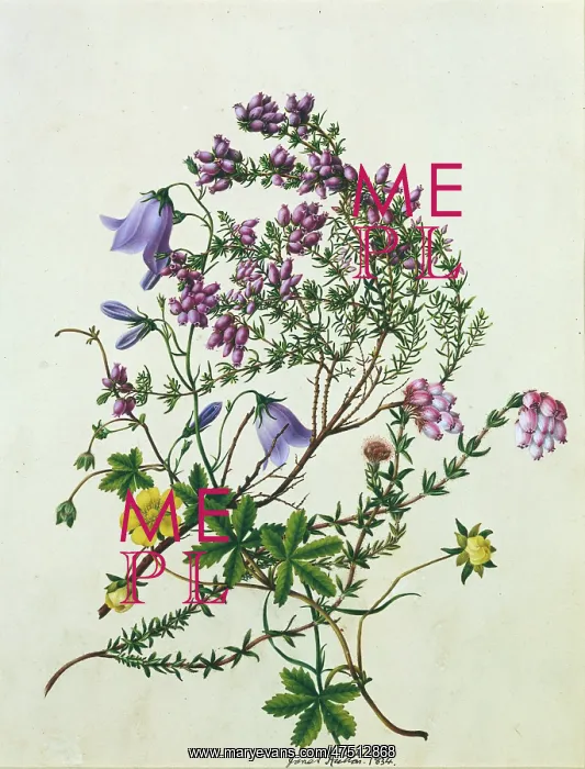 : Harebells ' with other wild flowers : Harebells ' with other wild flowers