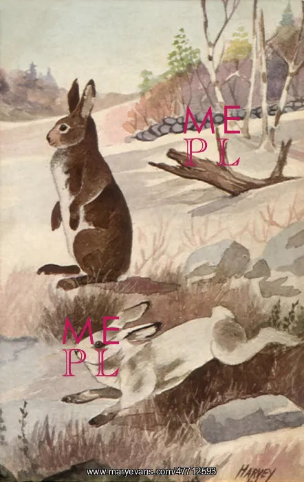  : Hares