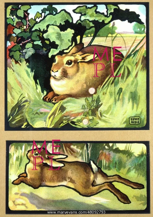  : Hares