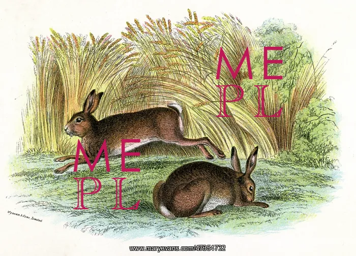  : HARES  /  COMMON 19C
