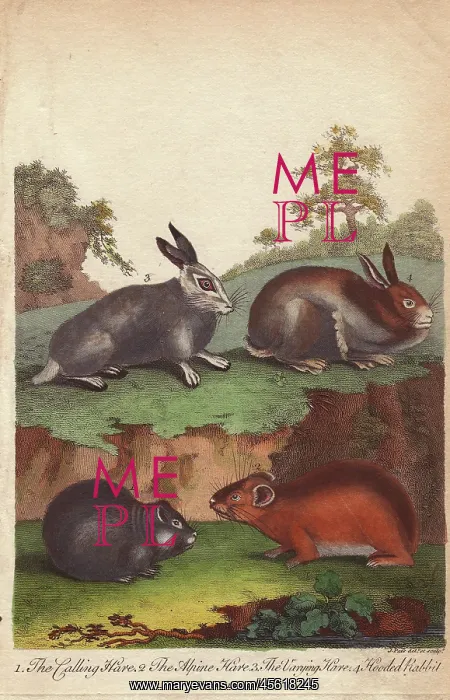 : Hares and hooded rabbit, Oryctolagus cuniculus : Hares and hooded rabbit, Oryctolagus cuniculus