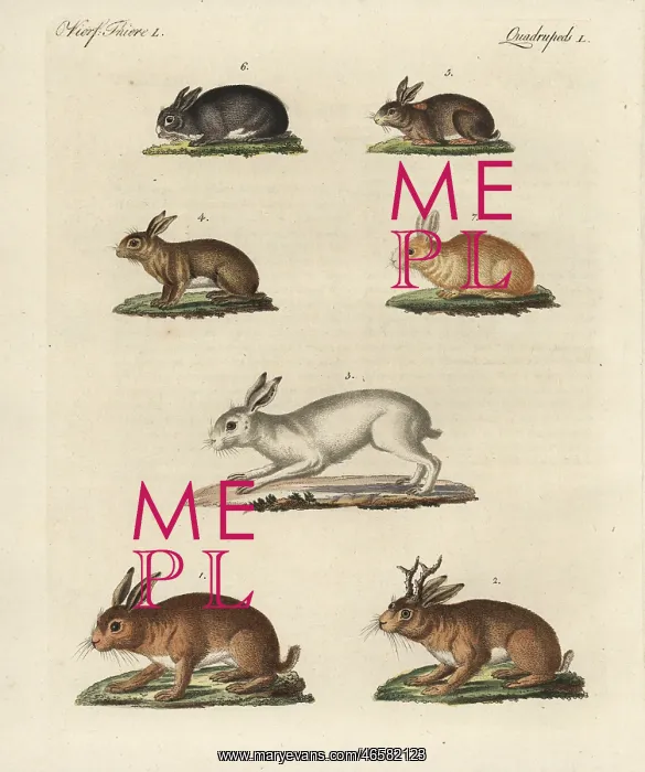 : Hares and rabbits : Hares and rabbits