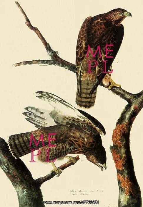  : Harlan's Hawks