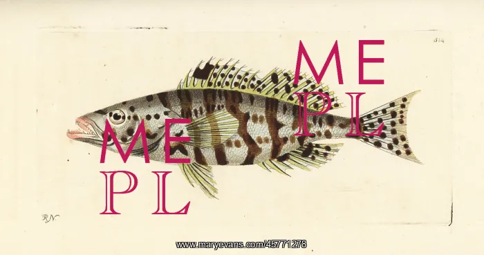 : Harlequin bass, Serranus tigrinus : Harlequin bass, Serranus tigrinus