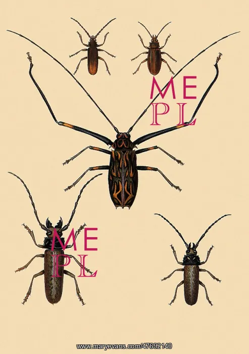 : Harlequin Beetle and Others : Harlequin Beetle and Others