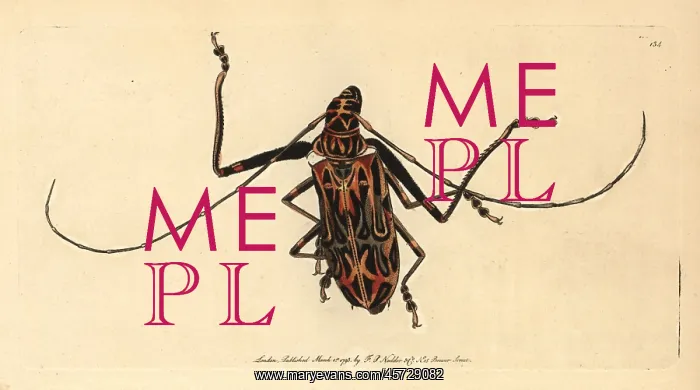 : Harlequin beetle, Acrocinus longimanus : Harlequin beetle, Acrocinus longimanus
