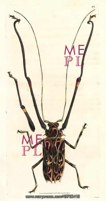 : Harlequin beetle, Acrocinus longimanus : Harlequin beetle, Acrocinus longimanus