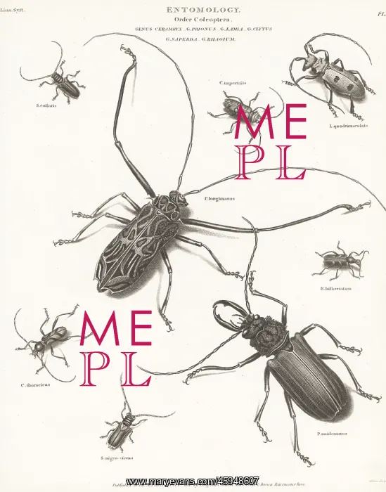 : Harlequin beetle, long-horn beetle, etc : Harlequin beetle, long-horn beetle, etc