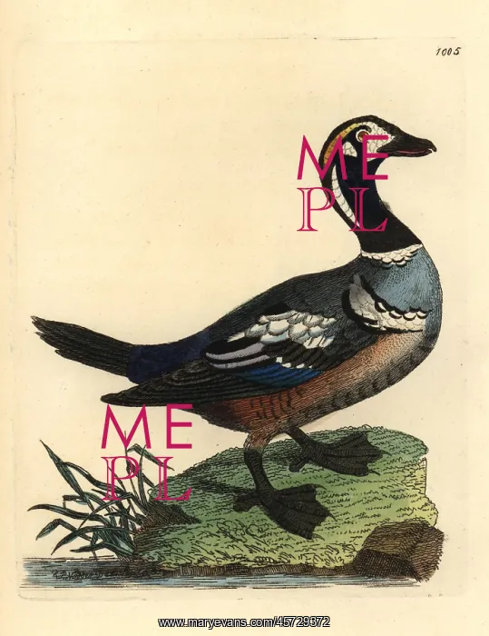 : Harlequin duck, Histrionicus histrionicus : Harlequin duck, Histrionicus histrionicus