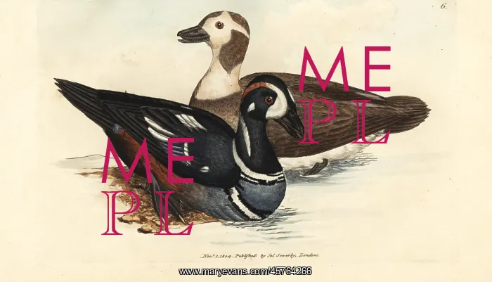 : Harlequin duck, Histrionicus histrionicus : Harlequin duck, Histrionicus histrionicus