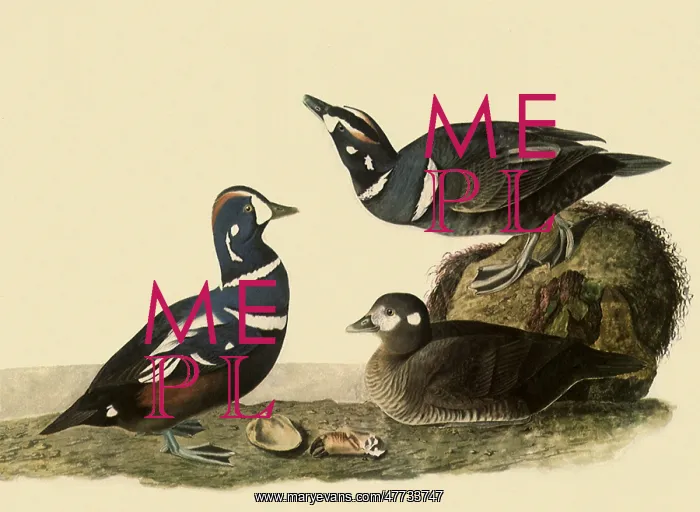  : Harlequin Ducks
