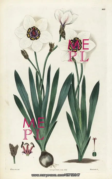 : Harlequin flower, Sparaxis elegans : Harlequin flower, Sparaxis elegans