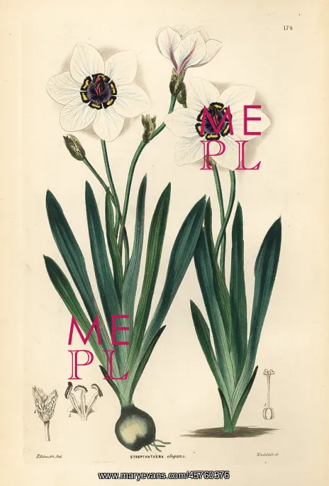 : Harlequin flower, Sparaxis elegans : Harlequin flower, Sparaxis elegans