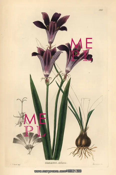 : Harlequin flower, Sparaxis grandiflora : Harlequin flower, Sparaxis grandiflora