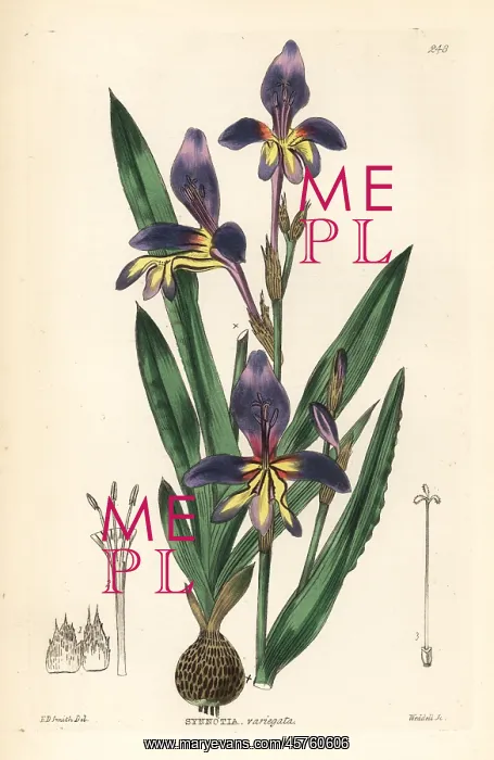 : Harlequin flower, Sparaxis variegata : Harlequin flower, Sparaxis variegata