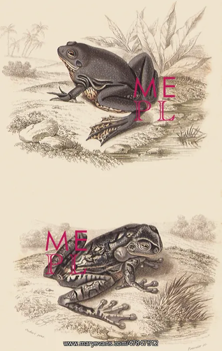  : A Harlequin Frog and a Tree Frog