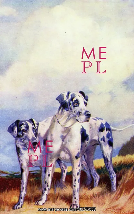  : Harlequin Great Danes