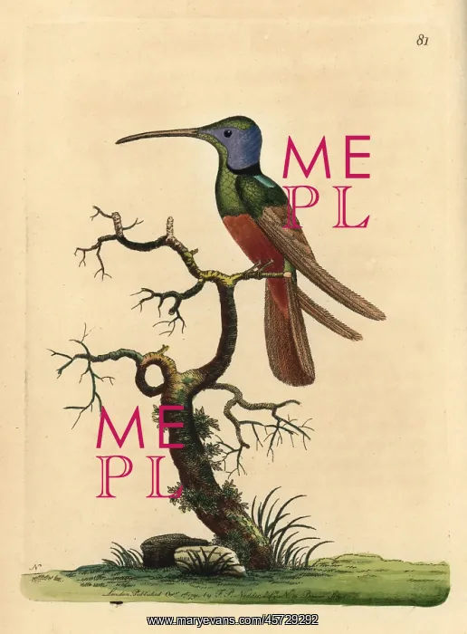 : Harlequin hummingbird, Trochilus multicolor : Harlequin hummingbird, Trochilus multicolor