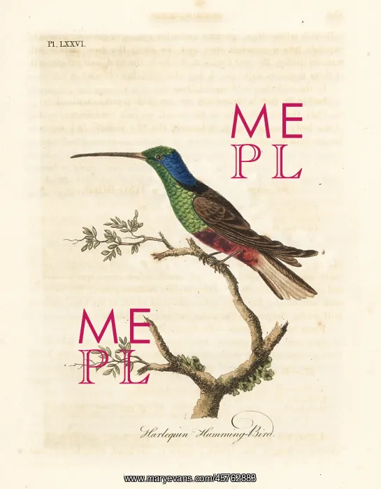 : Harlequin hummingbird, Trochilus multicolor : Harlequin hummingbird, Trochilus multicolor