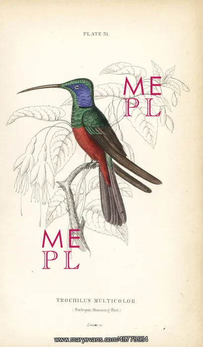 : Harlequin hummingbird, Trochilus multicolor : Harlequin hummingbird, Trochilus multicolor