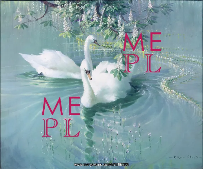 : Harmony of Spring – Two Swans : Harmony of Spring – Two Swans