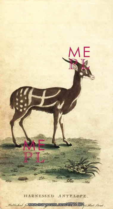 : Harnessed bushbuck or kewel, Tragelaphus scriptus : Harnessed bushbuck or kewel, Tragelaphus scriptus