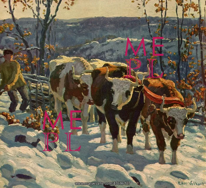  : Harnessed Steers