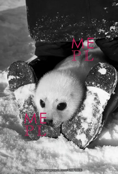 : Harp seal, 1966 : Harp seal, 1966