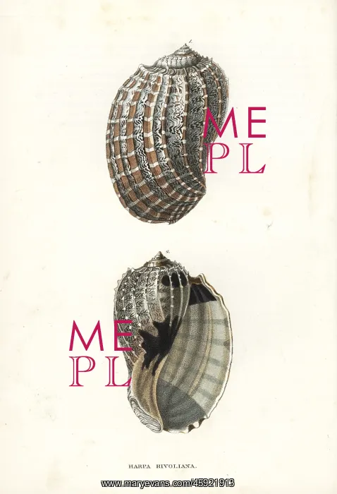 : Harpa crenata shell : Harpa crenata shell