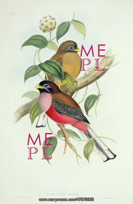 : Harpactes ardens, Philippine trogon : Harpactes ardens, Philippine trogon