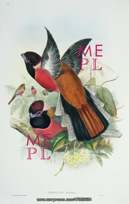 : Harpactes diardi, Diard's trogon : Harpactes diardi, Diard's trogon