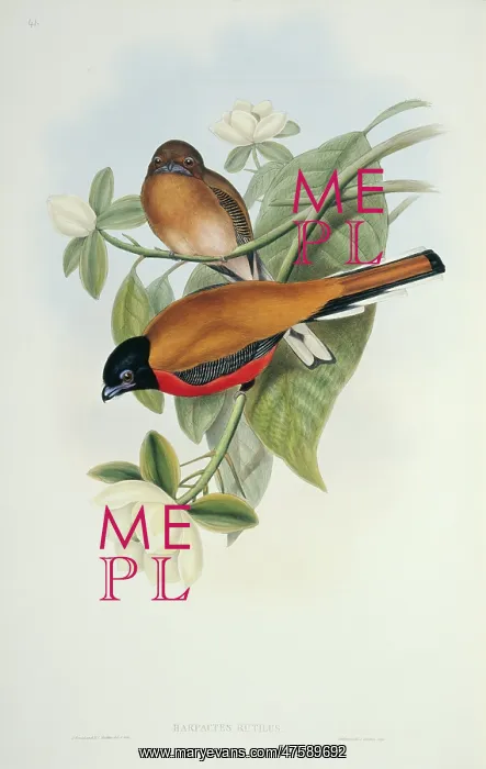 : Harpactes orrhophaeus, cinnamon-rumped trogon : Harpactes orrhophaeus, cinnamon-rumped trogon