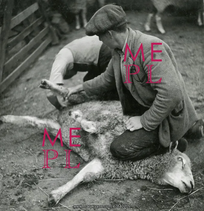 : Harper's Bazaar - Oxford - Mrs Robert Hudson, Farm workers : Harper's Bazaar - Oxford - Mrs Robert Hudson, Farm workers