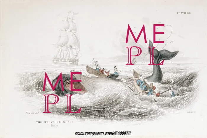 : Harpooning a Sperm Whale. From William Jardine : Harpooning a Sperm Whale. From William Jardine