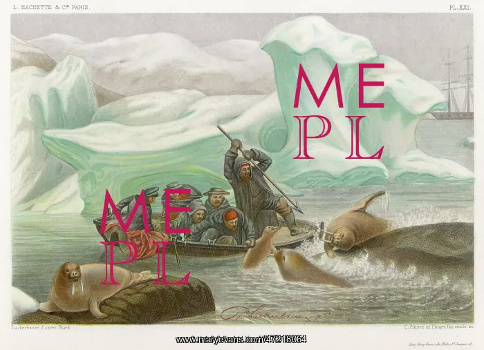  : HARPOONING / WALRUS 1865