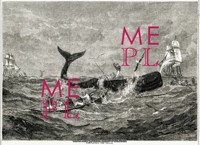 : Harpooning the whale : Harpooning the whale