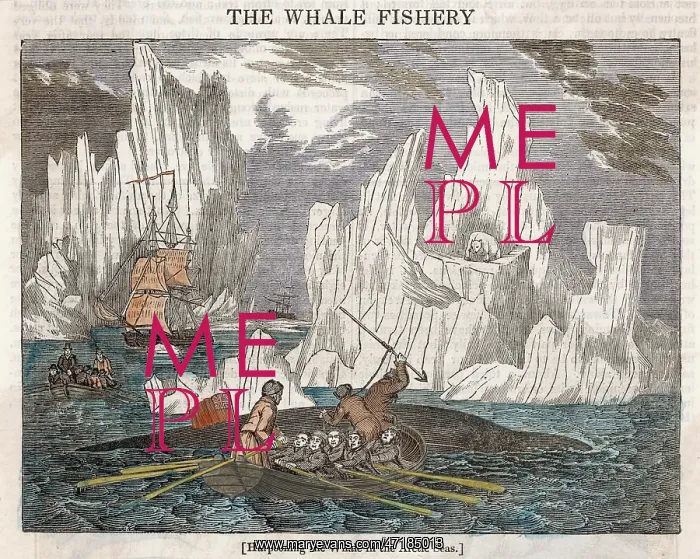  : HARPOONING WHALES / ARCTIC