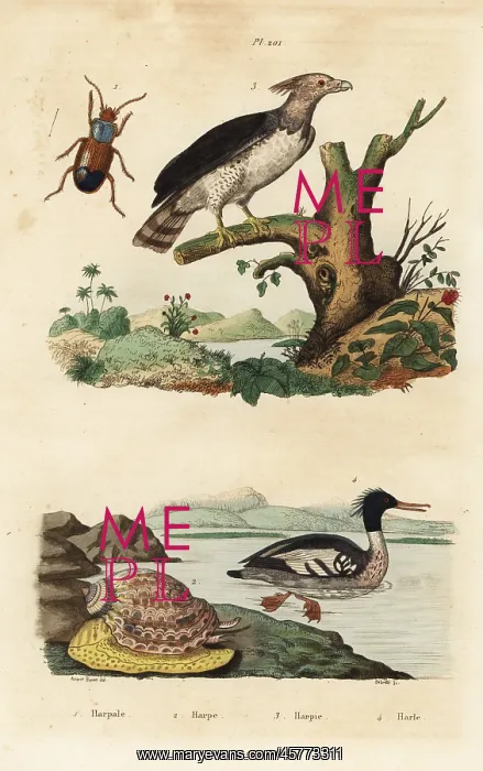 : Harpy eagle, Brazilian merganser, Harpalus : Harpy eagle, Brazilian merganser, Harpalus