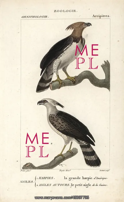 : Harpy eagle, Harpia harpyja, and crested eagle : Harpy eagle, Harpia harpyja, and crested eagle
