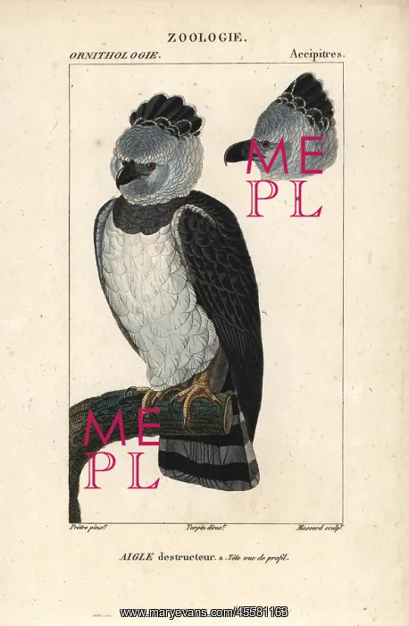 : Harpy eagle, Harpia harpyja, with head in profile : Harpy eagle, Harpia harpyja, with head in profile