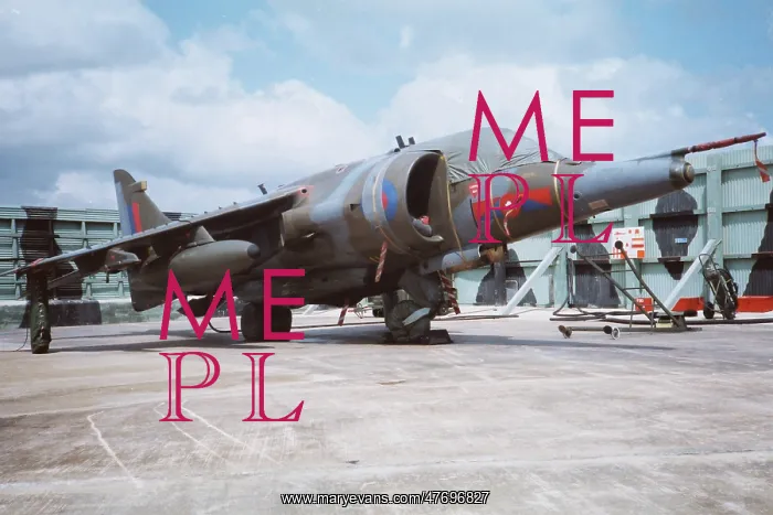 : Harrier at Belize : Harrier at Belize