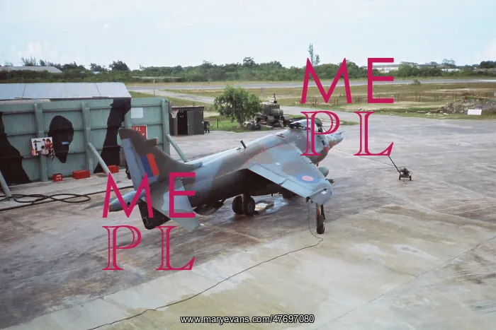 : Harrier at Belize : Harrier at Belize
