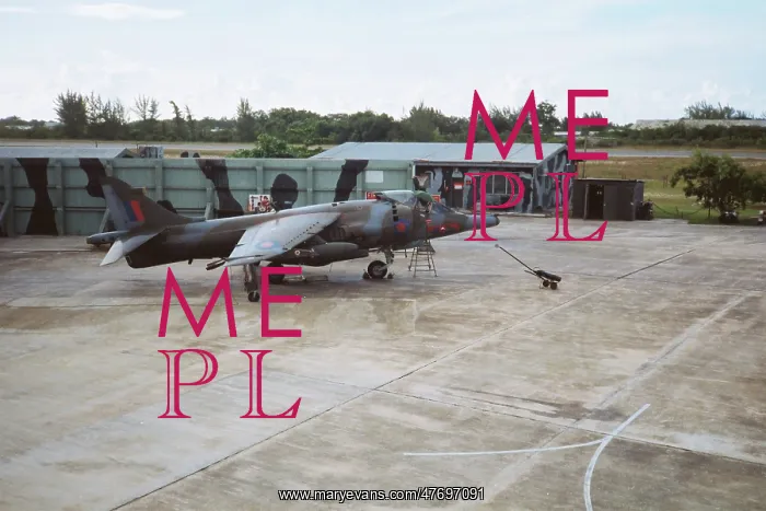 : Harrier at Belize : Harrier at Belize