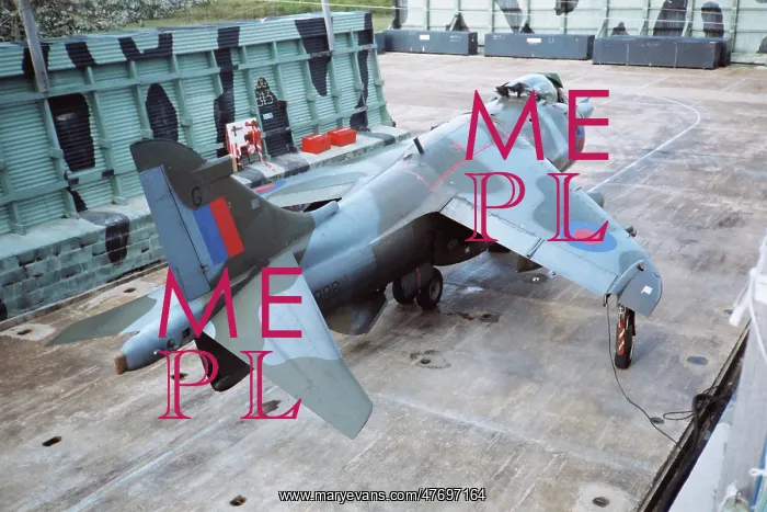 : Harrier at Belize : Harrier at Belize