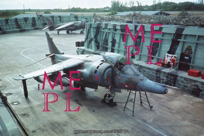 : Harrier at Belize : Harrier at Belize