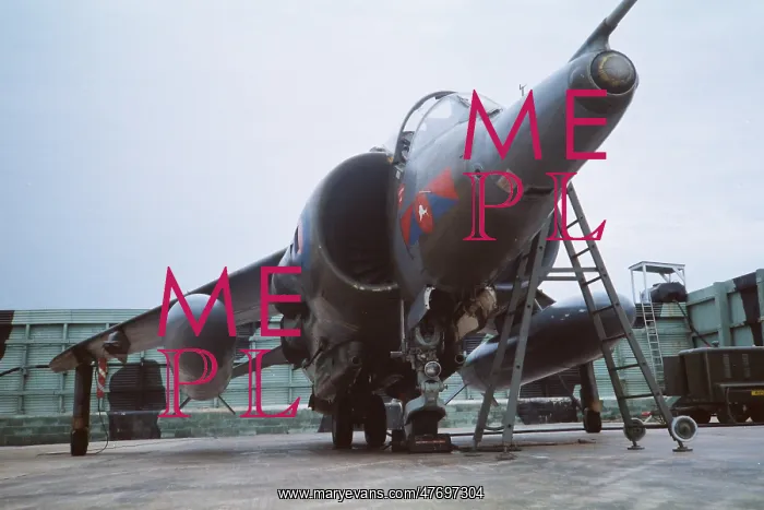 : Harrier at Belize : Harrier at Belize