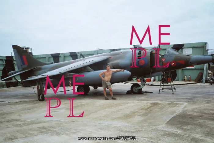 : Harrier at Belize : Harrier at Belize
