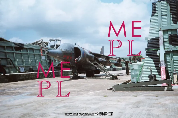 : Harrier at Belize : Harrier at Belize