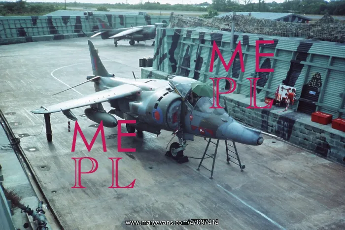 : Harrier at Belize