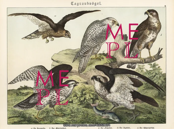 : Harrier, buzzard, osprey, gyrfalcon and goshawk : Harrier, buzzard, osprey, gyrfalcon and goshawk